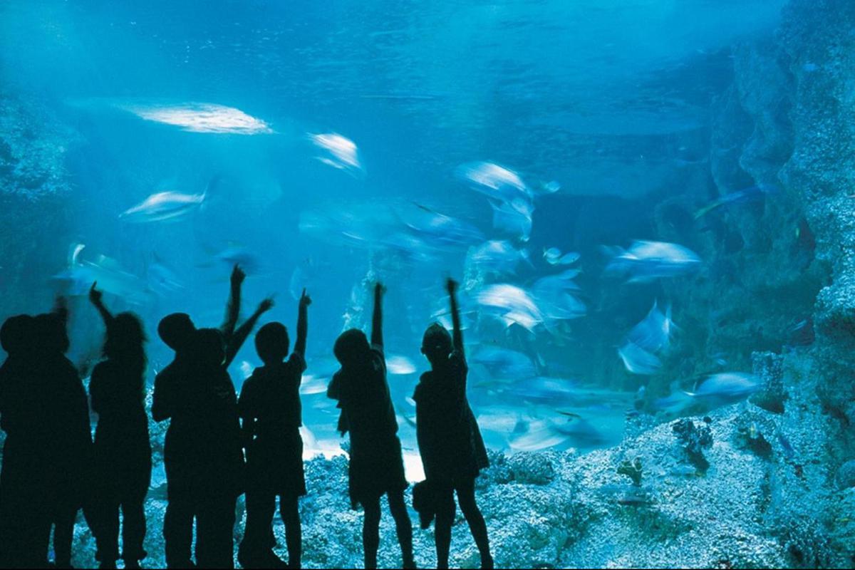 Отзыв sea life. Сиднейский аквариум морская жизнь. Сиднейский аквариум Сидней. Аквариум в Сиднее Австралия. Новороссийск океанариум Водный мир.